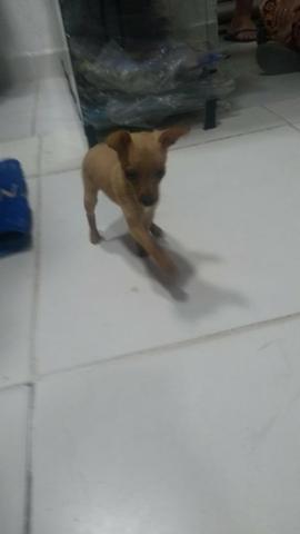 Pinscher 0 com 1 - Foto 2