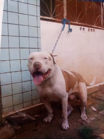 Procura uma namorada - Foto 2