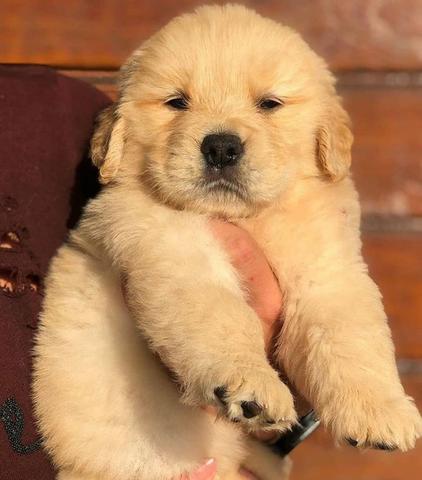 Golden Retrivier Filhote com Pedigre e Garantia de Saúde - Foto 4