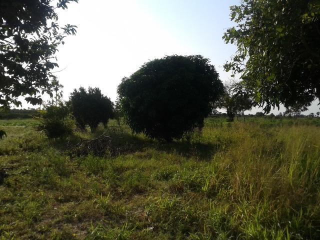 Granja com 11 há em mandú, lagoa de pedras - Foto 14