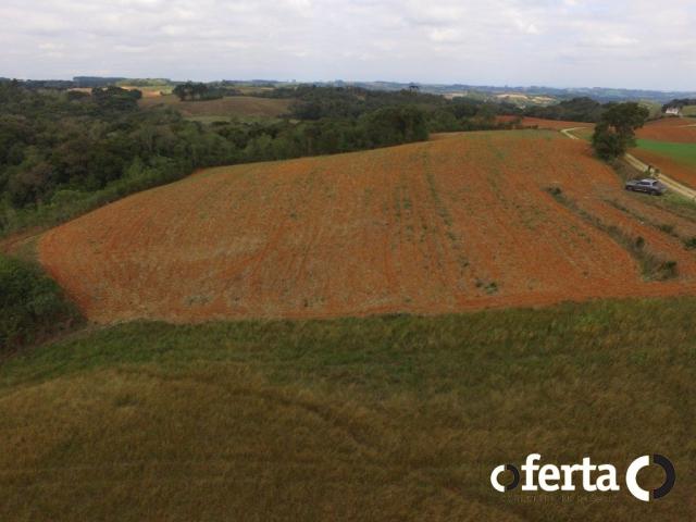 Chácara à venda em Serrinha, Contenda cod:549 - Foto 15