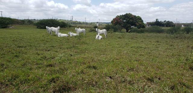 Fazenda com 80 hectares entre brejinho e santo Antônio do salto da onça - Foto 5