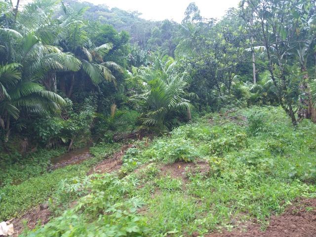 Sitio de 10 hectares no bairro baú em ilhota com plantação de eucalipto - Foto 19