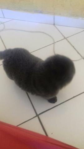 Cachorro chow-chow filhote macho - Foto 3