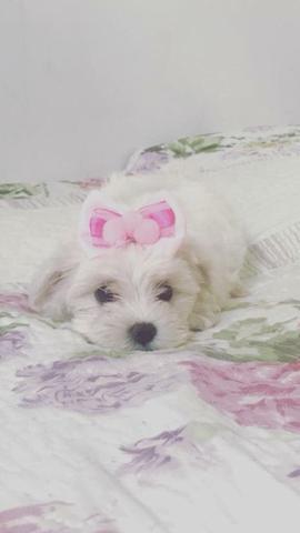 Maltês Femea com pedigree
