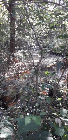 Vendo dois sitio próximo a guia - Foto 13