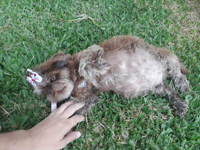 Venda permanente Shihtzu Machos e Femêas - Foto 6