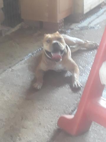 Fêmea de Pitbull - Foto 4