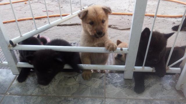 Vendo Filhotes - Foto 3