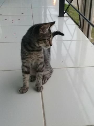Doação de Gato - Foto 6