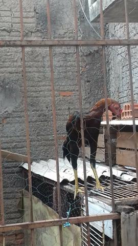 Vendo um frango