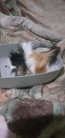 Filhotes de pig de pelo longo