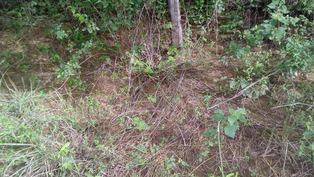 Terreno - Zona Rural de Montes Claros - Foto 6