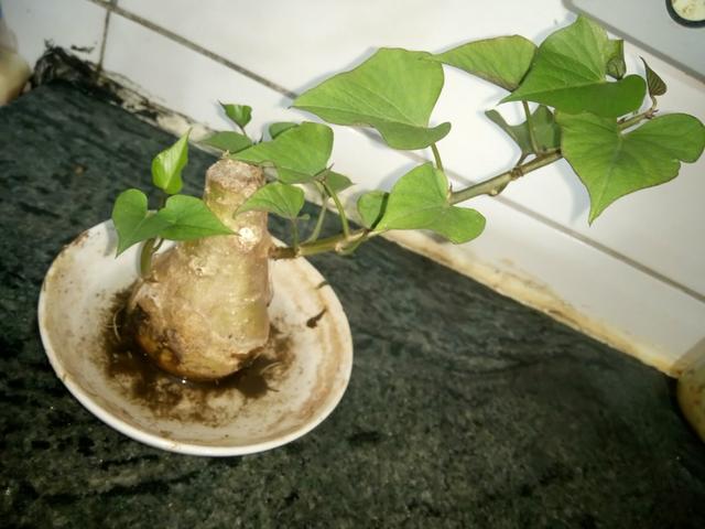 Bonsai de atata doce