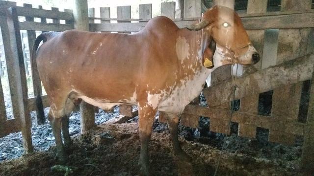 Vaca Gir