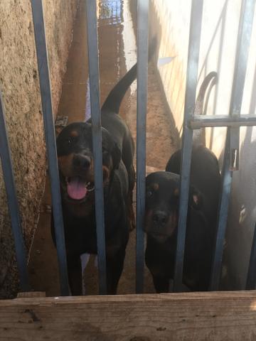 Vendo Rottweilers - Foto 6