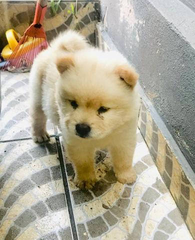 ÚLTIMO filhotes de Chow Chow NO CARTÃO - Foto 4