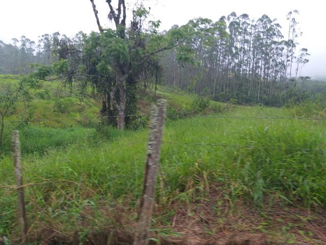 Sitio de 10 hectares no bairro baú em ilhota com plantação de eucalipto - Foto 13