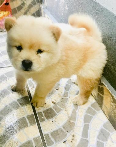 ÚLTIMO filhotes de Chow Chow NO CARTÃO