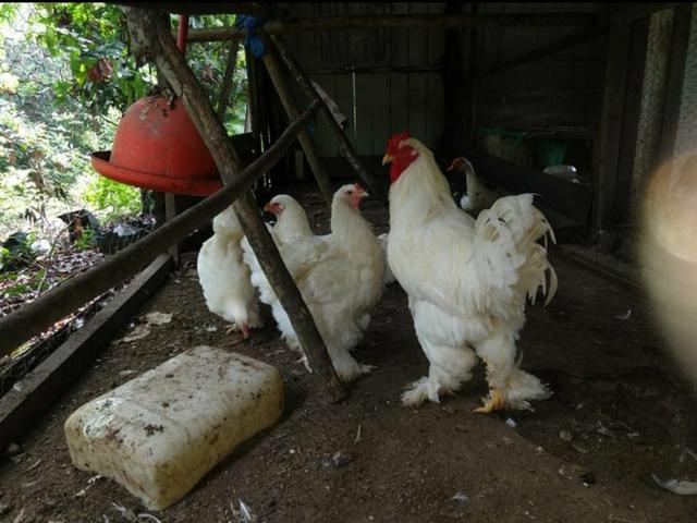 Galinhas Brahma Pintinhos e Franguinhos - Foto 5