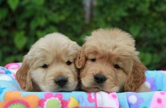 Golden Retriever Filhotes Recibo Garantia Pedigree