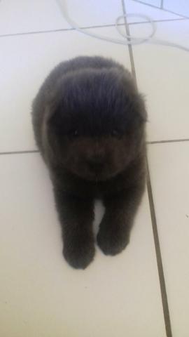 Cachorro chow-chow filhote macho - Foto 2
