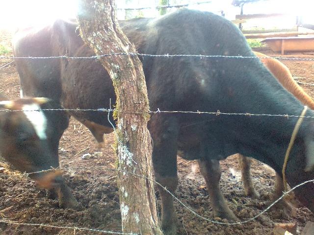 Touro caracu - Foto 4