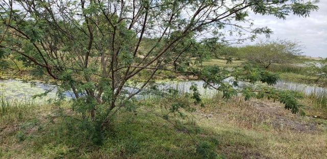 Fazenda com 80 hectares entre brejinho e santo Antônio do salto da onça - Foto 6