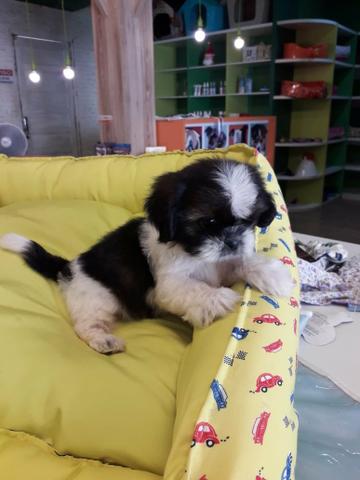 Filhotes de Shihtzu belíssimos na nossa pet