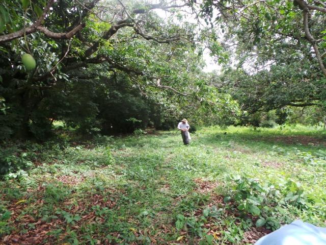 Fazenda 132 Alqueires Municipio Cocalzinho Aceita proposta - Foto 12