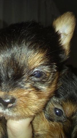 Yorkshire mini lindos filhotinhos !!!! - Foto 6