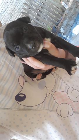 Fêmea de Pitbull - Foto 2