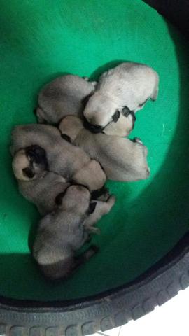 Pug filhotes - Foto 3