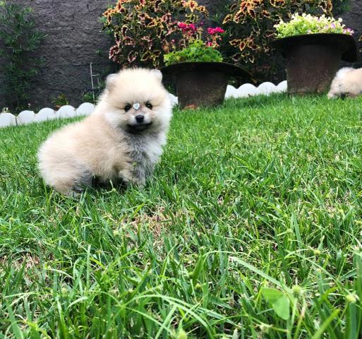 Spitz Alemão - Foto 4