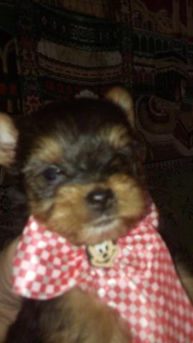Yorkshire mini lindos filhotinhos !!!! - Foto 3