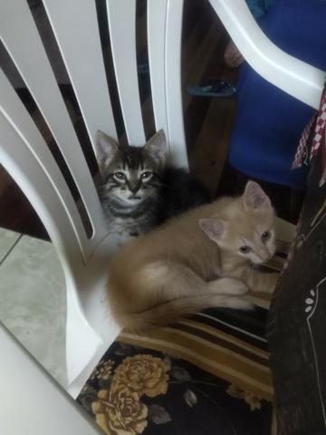 Doação - Foto 2