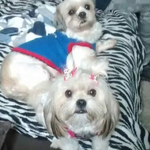 Filhotes de Lhasa apso - Foto 4