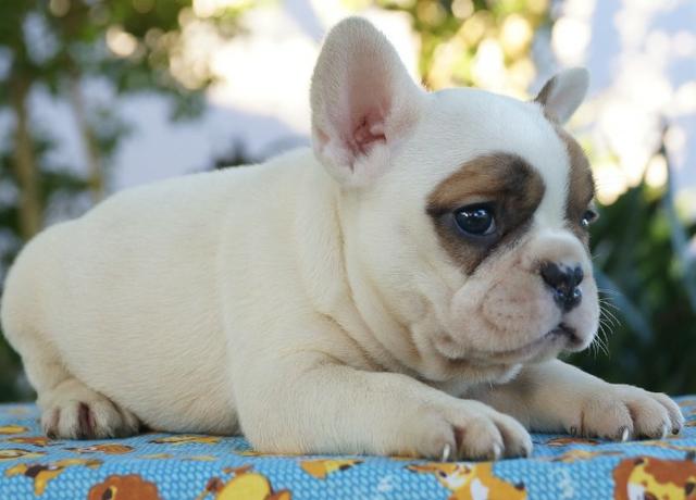 Lindo Filhote de Bulldog Francês - Foto 2
