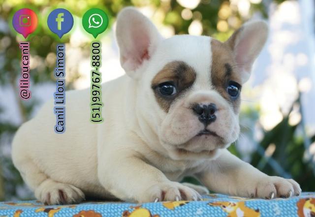 Lindo Filhote de Bulldog Francês