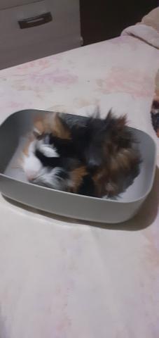 Filhotes de pig de pelo longo - Foto 4