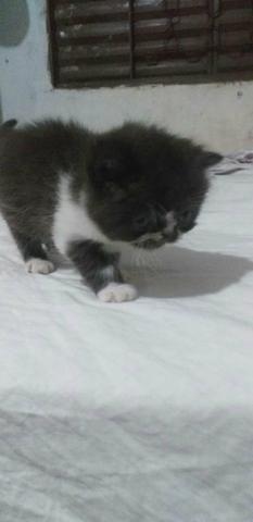 Gato Persa Fêmea - Foto 4