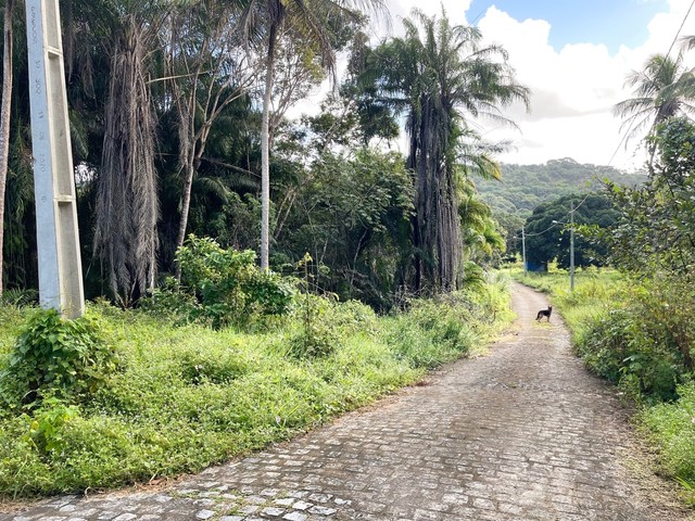 Mine chácara (granja) 100% Financiada em Conde litoral sul. - Foto 7