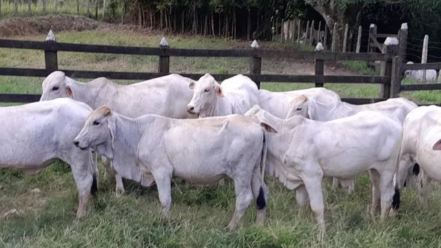 Bezerros, bezerras e Tourinhos Brahman - Foto 2