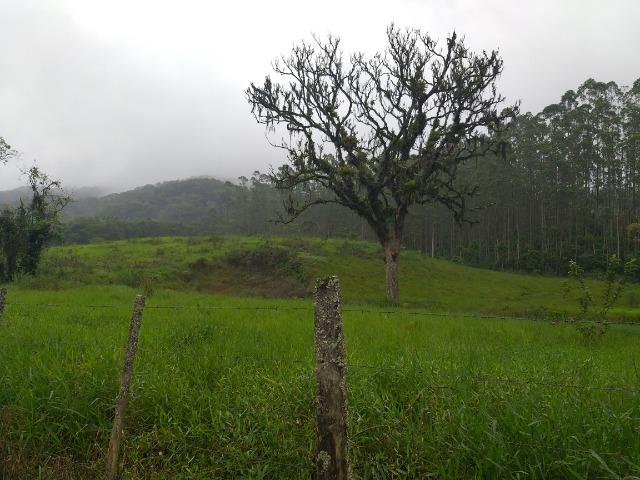 Sitio de 10 hectares no bairro baú em ilhota com plantação de eucalipto - Foto 16