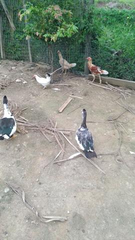 Vendo patos - Foto 3