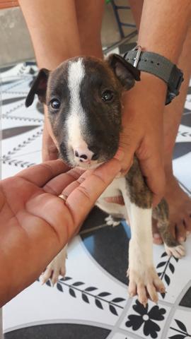 Bull Terrier Inglês - Foto 3