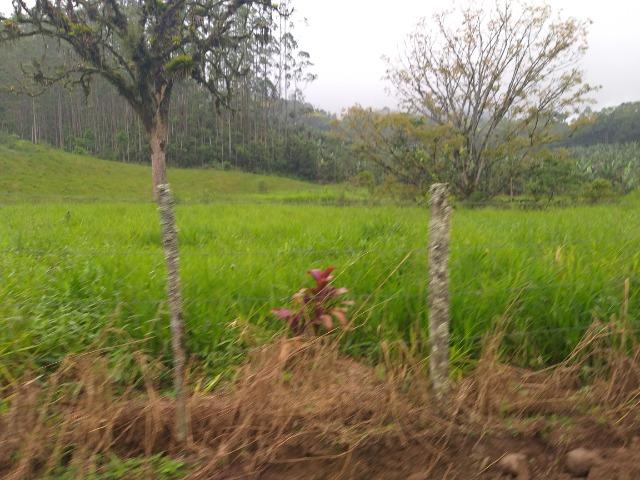 Sitio de 10 hectares no bairro baú em ilhota com plantação de eucalipto - Foto 14