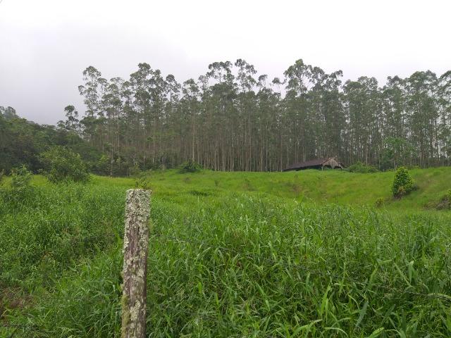 Sitio de 10 hectares no bairro baú em ilhota com plantação de eucalipto - Foto 4