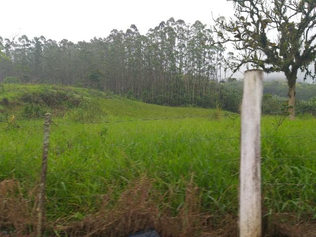 Sitio de 10 hectares no bairro baú em ilhota com plantação de eucalipto - Foto 8