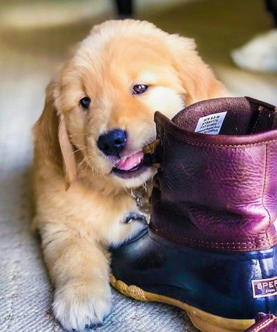 Golden Retrivier Filhote com Pedigre e Garantia de Saúde